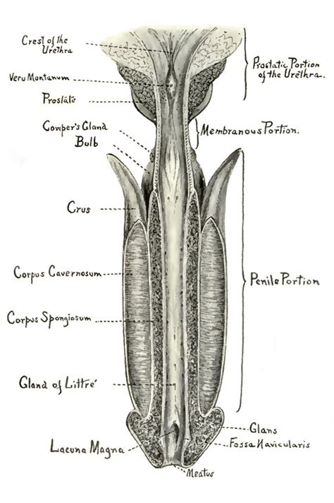 Méat urétral — Wikipédia